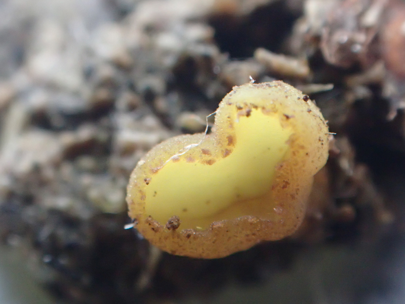 Photo © Sarah Ebdon Ascobolus lignatilis by Sarah Ebdon